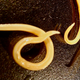 Illustration for article titled Find A Vein, You Nematode Sluts, Because Here Come 10 Mesofauna Taxa To Blow Your Shit To Nirvana